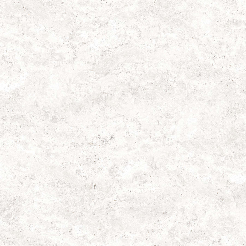 Grey Wolf - White Texture